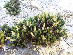 Attēlu rezultāti vaicājumam “Orthotrichum anomalum sporophyte”