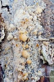 Attēlu rezultāti vaicājumam “Phlebiopsis gigantea”