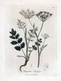 Image result for Pimpinella saxifraga