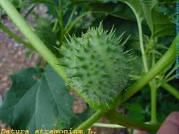 Attēlu rezultāti vaicājumam “Datura stramonium fruit”