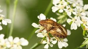 Attēlu rezultāti vaicājumam “Eurygaster testudinaria”