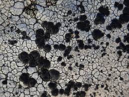 Attēlu rezultāti vaicājumam “Porpidia macrocarpa”