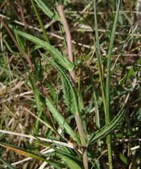 Attēlu rezultāti vaicājumam “Veronica austriaca subsp. teucrium leaf”