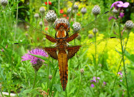 Attēlu rezultāti vaicājumam “Libellula depressa”