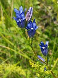 Attēlu rezultāti vaicājumam “Nardus stricta flower”