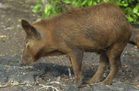 Attēlu rezultāti vaicājumam “Sus scrofa”