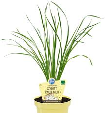 Image result for Schnittknoblauch