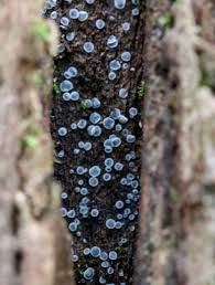 Attēlu rezultāti vaicājumam “Mollisia cinerea”