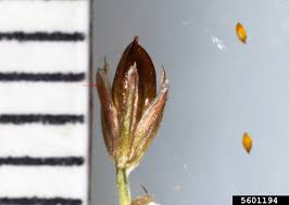 Attēlu rezultāti vaicājumam “Juncus alpinoarticulatus”