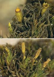 Attēlu rezultāti vaicājumam “Orthotrichum, Nyholmiella”