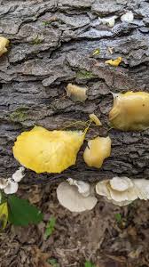 Attēlu rezultāti vaicājumam “Physarum flavicomum stalked”