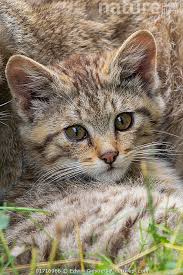 Attēlu rezultāti vaicājumam “Felis silvestris catus juvenile”