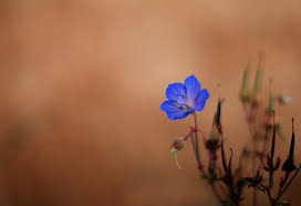 Attēlu rezultāti vaicājumam “Geranium pratense bud”