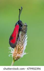 Attēlu rezultāti vaicājumam “Zygaena minos”