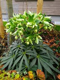 Image result for Nieswurz