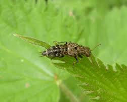 Attēlu rezultāti vaicājumam “Ontholestes murinus”