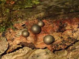 Attēlu rezultāti vaicājumam “Lycogala succineum”