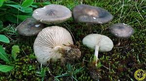 Image result for Melanoleuca rasilis var. pseudoluscina