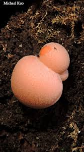 Attēlu rezultāti vaicājumam “Lycogala cf. fossiculatum macro”