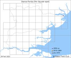 Attēlu rezultāti vaicājumam “Diarsia florida”