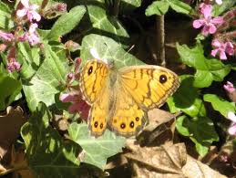 Attēlu rezultāti vaicājumam “Lasiommata megera male”