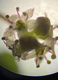 Attēlu rezultāti vaicājumam “Hydrocotyle vulgaris bud”