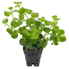 Image result for Lysimachia nummularia