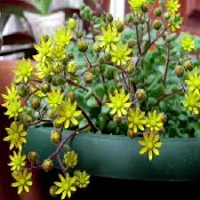 Image result for Aichryson