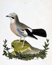 Attēlu rezultāti vaicājumam “Garrulus glandarius”