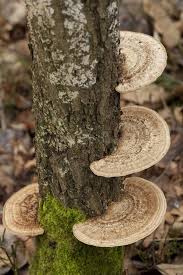 Attēlu rezultāti vaicājumam “Daedaleopsis confragosa”