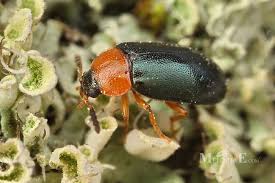 Attēlu rezultāti vaicājumam “Tetratoma fungorum”