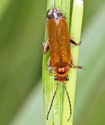 Attēlu rezultāti vaicājumam “Cantharis figurata”