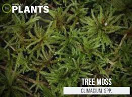 Attēlu rezultāti vaicājumam “Climacium dendroides”