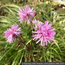Attēlu rezultāti vaicājumam “Lychnis flos-cuculi flower”