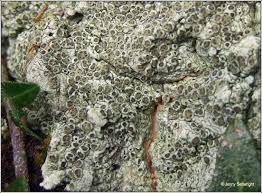 Attēlu rezultāti vaicājumam “Pertusaria pertusa”