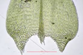 Attēlu rezultāti vaicājumam “Cirriphyllum piliferum”