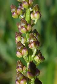Attēlu rezultāti vaicājumam “Triglochin maritimum flower”