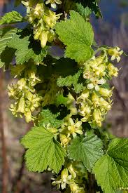 Attēlu rezultāti vaicājumam “Ribes nigrum flower”