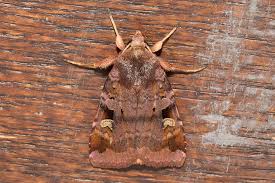 Attēlu rezultāti vaicājumam “Diarsia brunnea”