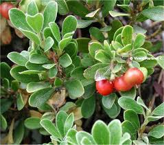 uva ursi
