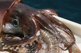 Image result for Dosidicus gigas