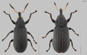 Attēlu rezultāti vaicājumam “Magdalis sp.”