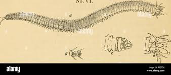 Attēlu rezultāti vaicājumam “Annelides”