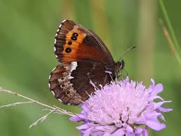 Attēlu rezultāti vaicājumam “Erebia ligea”