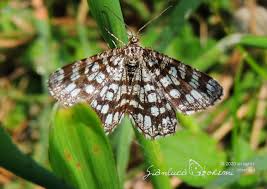 Attēlu rezultāti vaicājumam “Chiasmia clathrata”