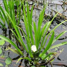 Attēlu rezultāti vaicājumam “Stratiotes aloides leaf”