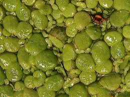 Attēlu rezultāti vaicājumam “Lemna gibba”