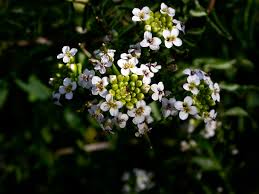 Image result for Rorippa nasturtium-aquaticum