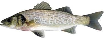 Image result for Dicentrarchus labrax