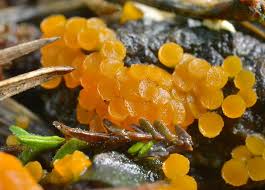 Attēlu rezultāti vaicājumam “Byssonectria fusispora”